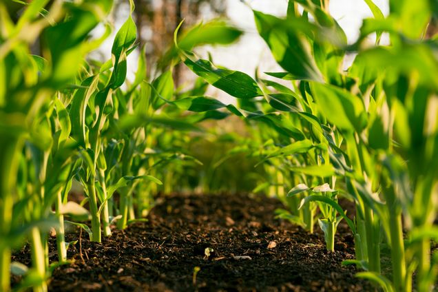 Close-up of green plants growing in soil