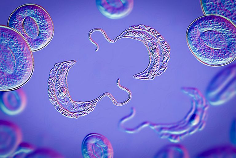 Close-up of the trypanosome parasite