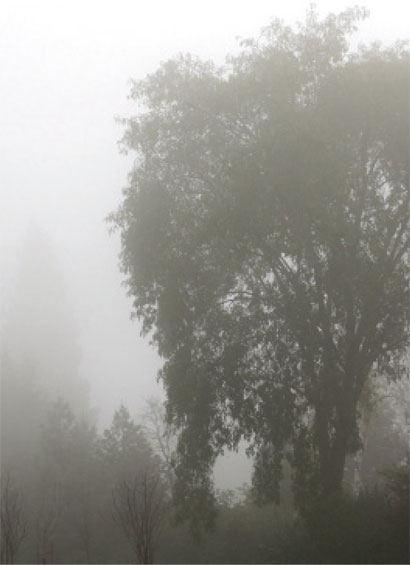 Trees in the fog