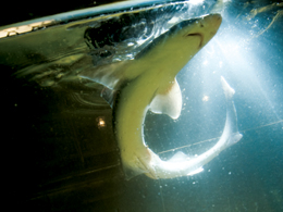 The nostrils of a smooth dogfish shark are seen clearly, left, as it executes a tight left turn in search of food. Small pores midway between the eye and gill slit, below, form part of the shark’s flow detection system.