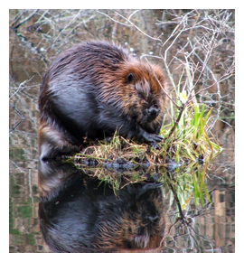 beaver