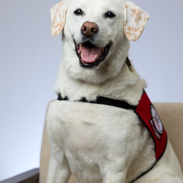 Photo of Therapy Dog Cali