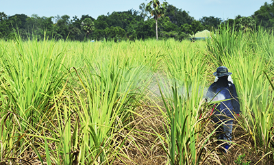 sugarcane-worker