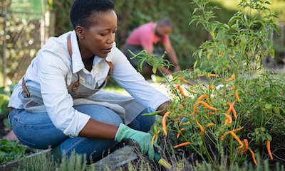 A middle-aged African woman gardening