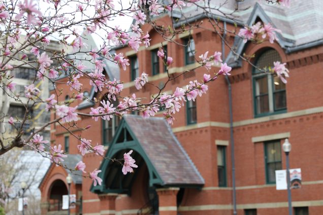 Pink flowers on a tree outside of the Talbot building
