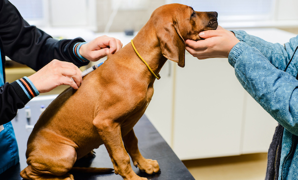 Rhodesian ridgeback puppy second vaccination in vet clinic