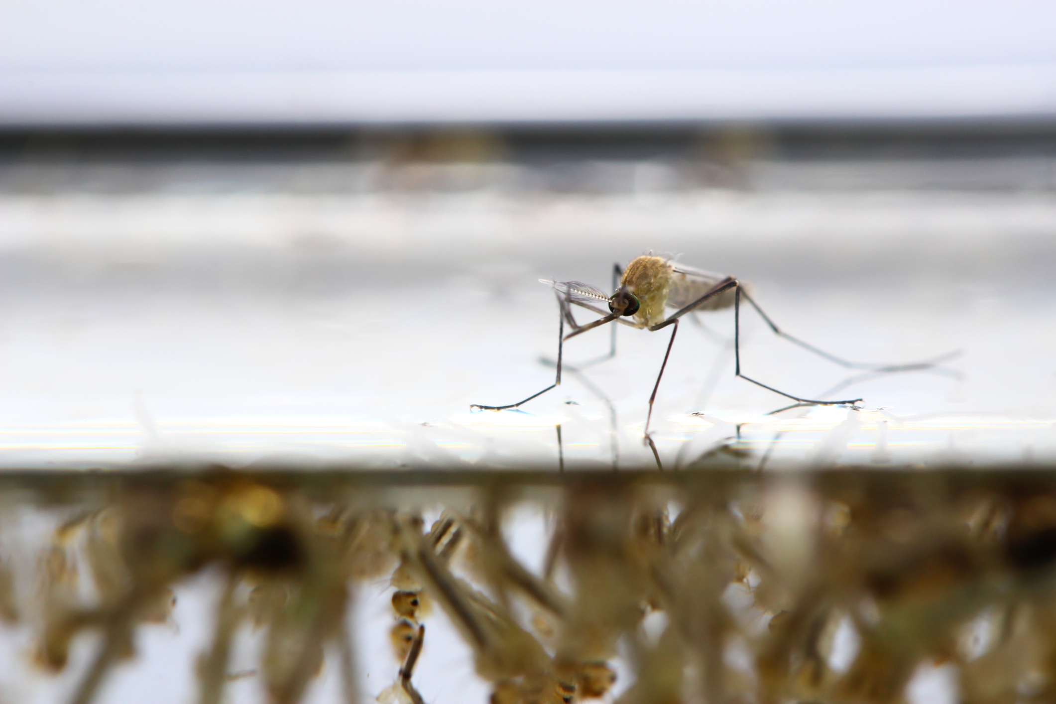 Mosquito larva in water