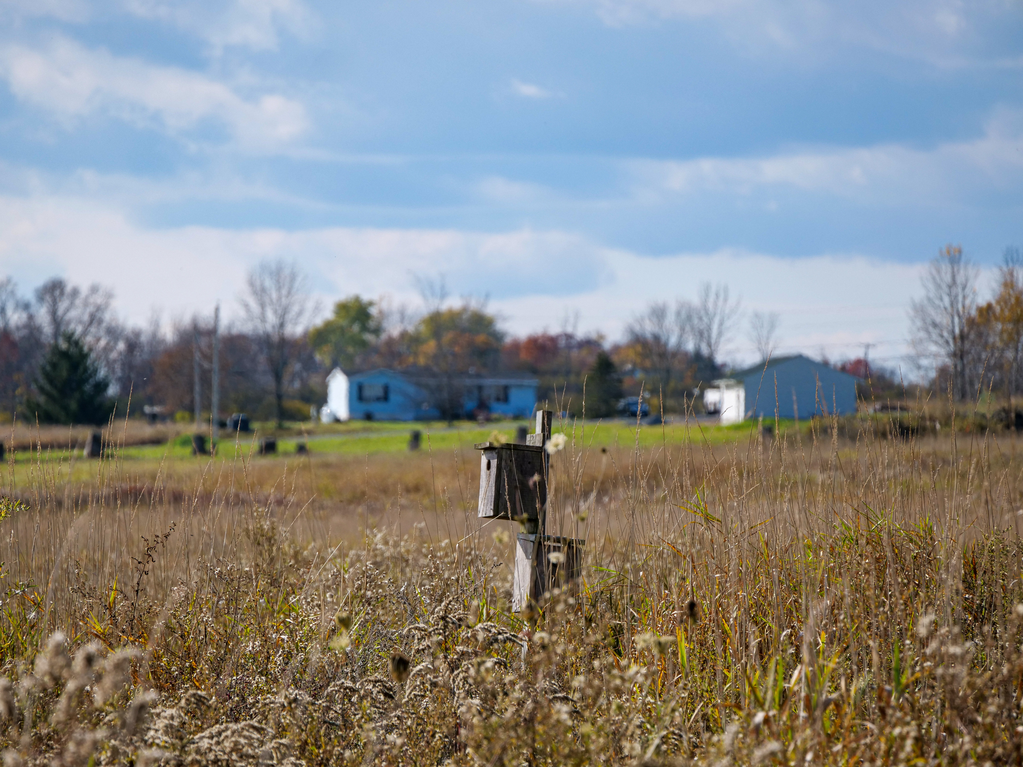 Birdhouse amid tall grass in Washington County Grasslands Wildlife Preserve, Upstate New York