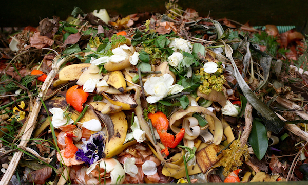 Fresh bio-waste and compost in the garden with white roses