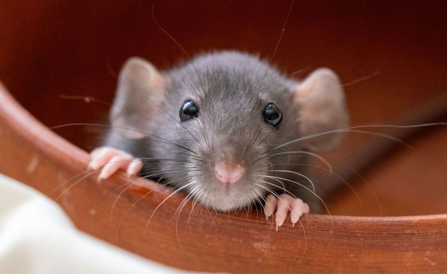 The head of a gray Dumbo rat on a white background, she sits in a clay plate and looks out, putting her front paws on the edge.