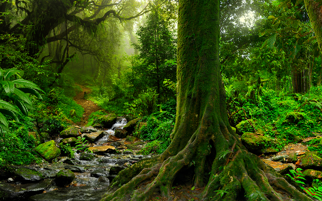 Tree in the forest