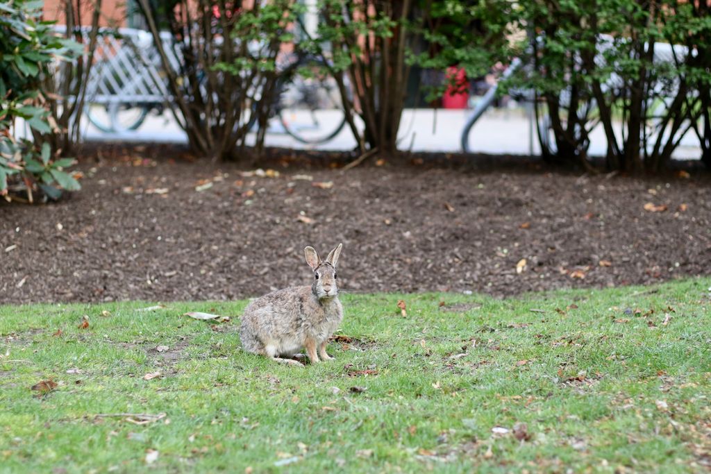 A rabbit sits at attention on the green of the BU Medical Campus