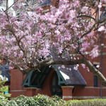 A cherry blossom tree in bloom in front of the Talbot Building