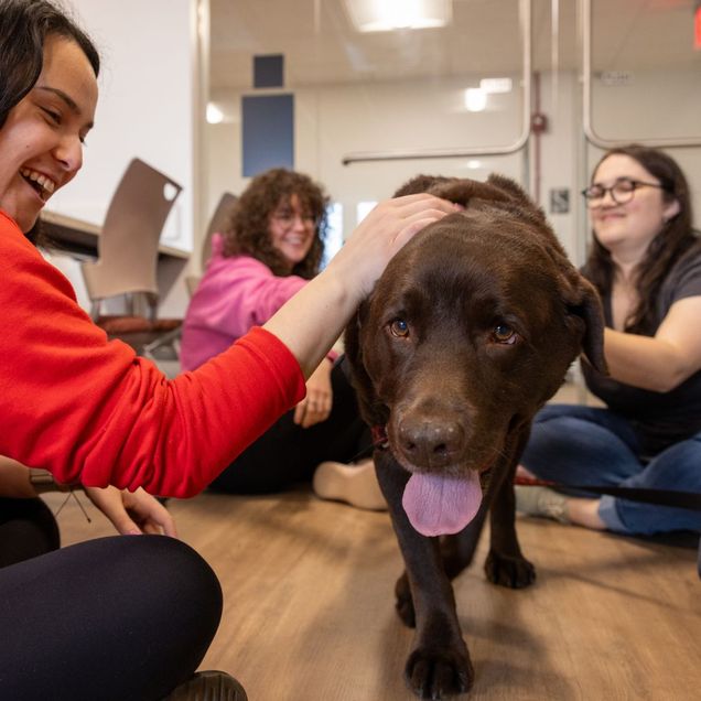 Image of Therapy Dog being pet