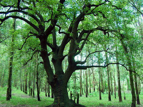 Claudio.Ar Tree Used with Permission from Flickr User Claudio.Ar