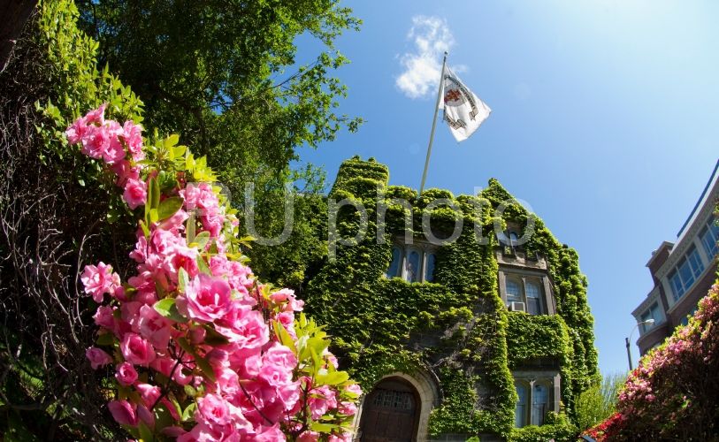 2009 picture of BU Castle covered in vines
