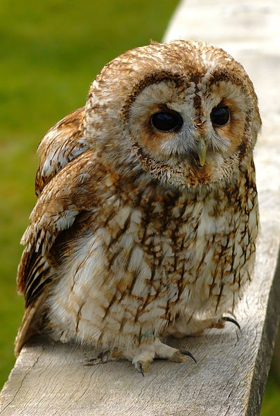 Tawny Owl Tawny Owls have evolved to carry a dominant brown coloration trait due to climate change. Previously, gray colored plumage was the dominant expression. Wikimedia Commons | Credit K.M. Hansche