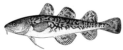 Atlantic tomcod Tomcod fish gain hereditary resistance to certain contaminants when exposed to high levels of pollution. Wikimedia Commons | Credit H.B. Bigelow and W.C. Shroeder