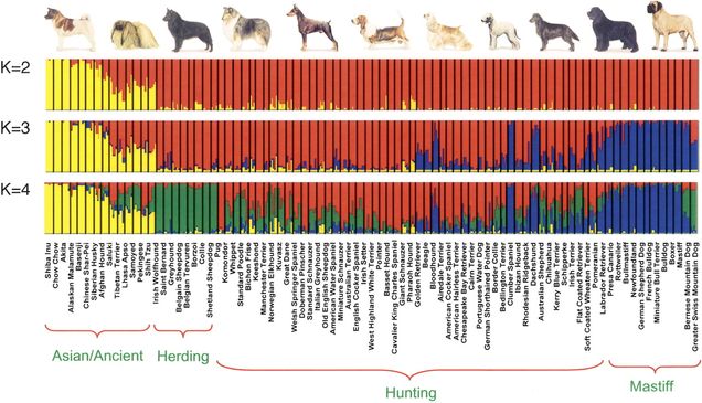 Doggy Genes » Synapse | Blog Archive | Boston University