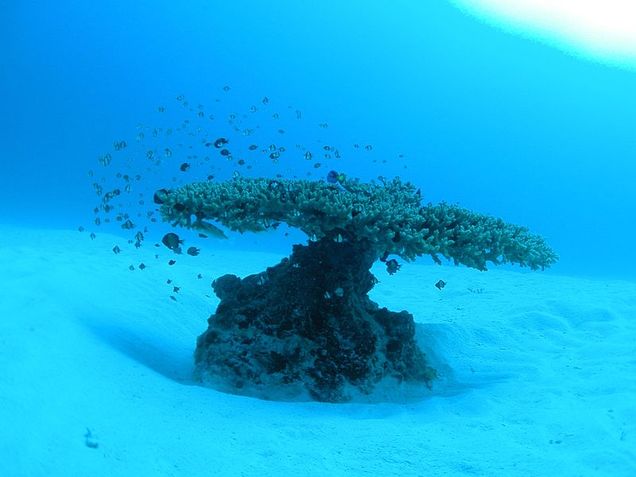 Coral provides shelter for a wide variety of sea life. Credit | Tanaka Juuyol via Wikimedia Commons