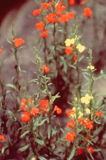 Striga asiatica is a parasitic plant native to Africa. Image credit | Bugwood.org via Wikimedia Commons