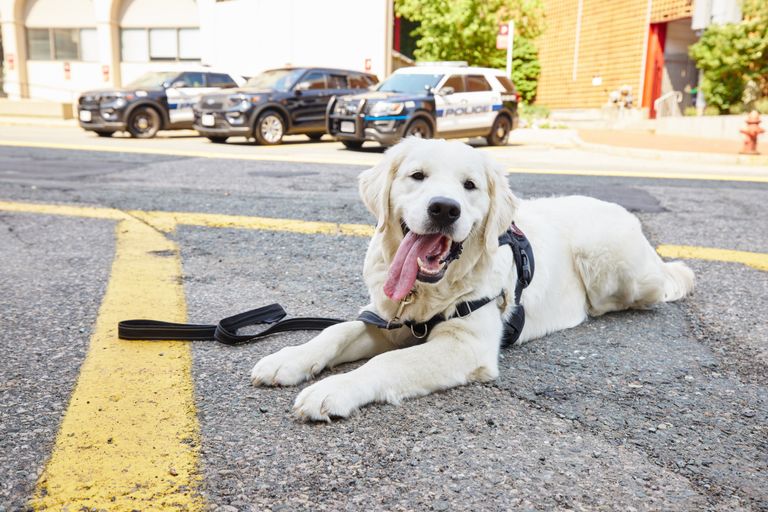 A Golden Retriever lying on a street in front of police SUVs.