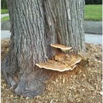 Ganoderma Ganoderma, a genus of polyspore mushrooms that grow on wood and include about 80 different species, many from tropical areas.