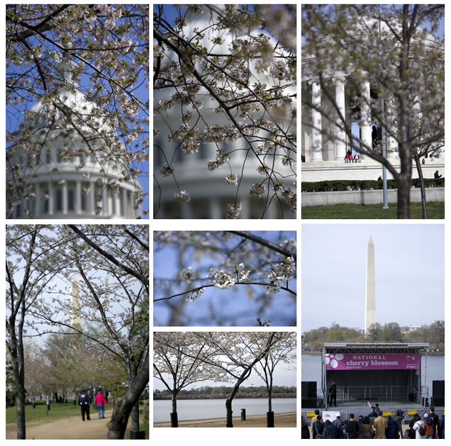 cherry-blossom