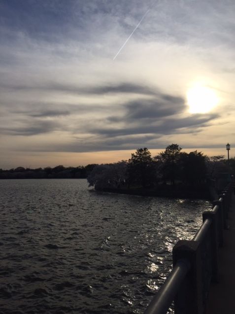 Sunset at the Tidal Basin during Cherry Blossom season