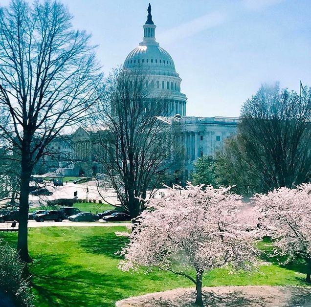 Capitol Building in Spring