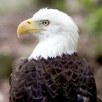 The American Bald Eagle