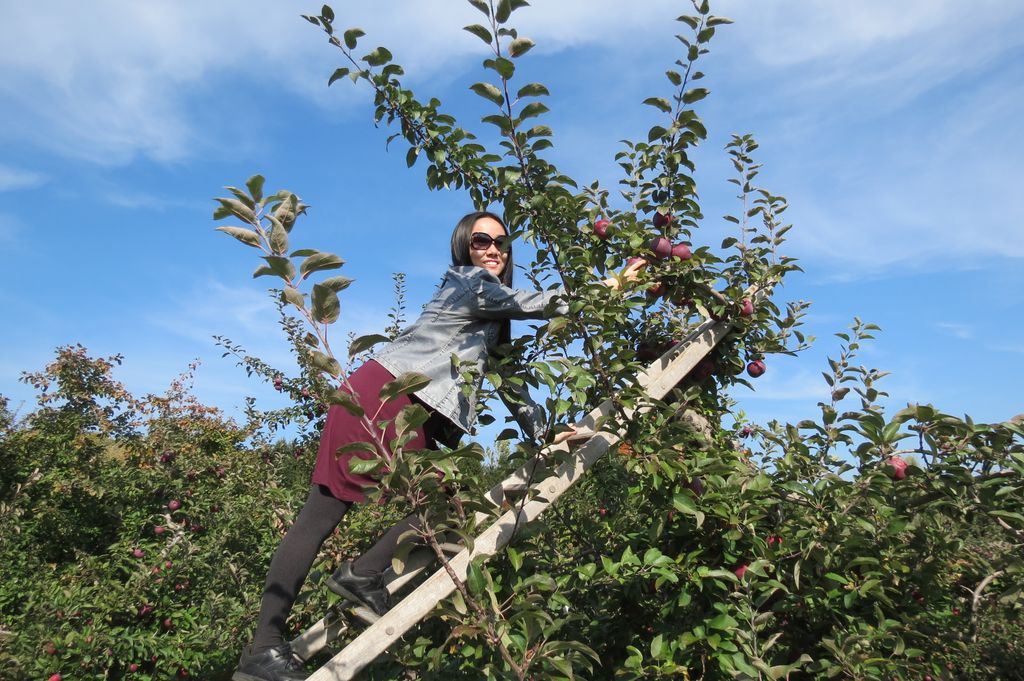 Apple picking
